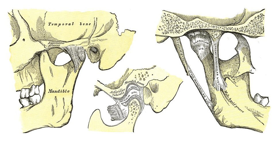 TMJAnatomy